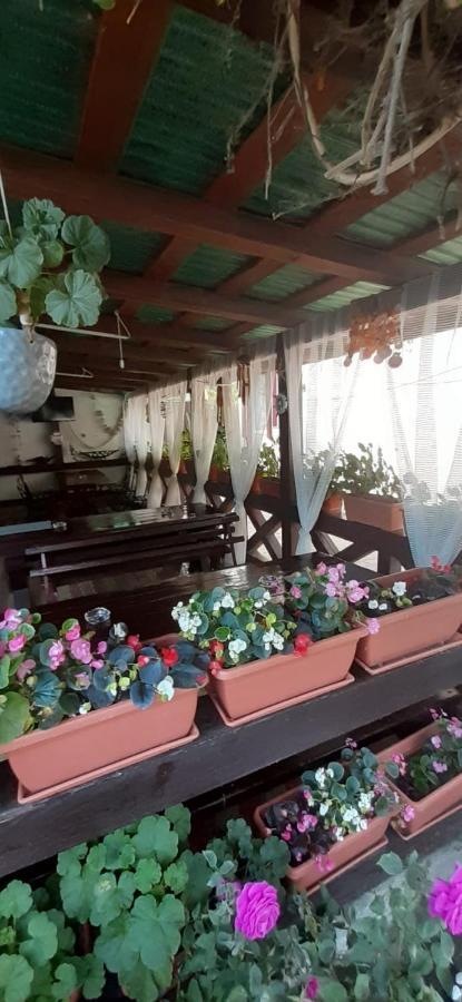 מלון סולינה Casa David מראה חיצוני תמונה